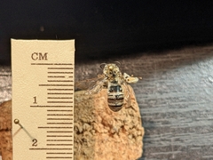 Melissodes tristis