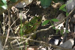 Pelophylax saharicus