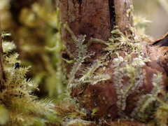 Lophocolea bidentata