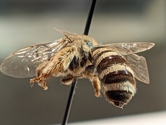 Melissodes tristis