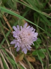 Knautia arvensis