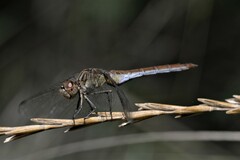 Sympetrum meridionale
