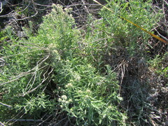 Pseudognaphalium undulatum