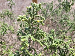 Thymelaea hirsuta