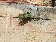 Parietaria judaica