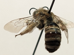 Melissodes tristis
