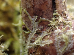 Lophocolea bidentata