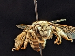 Melissodes tristis