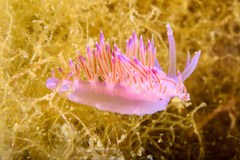 Flabellina affinis