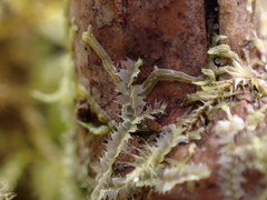 Lophocolea bidentata