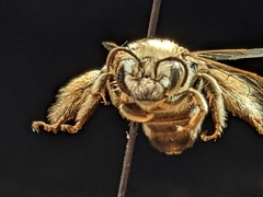 Melissodes tristis