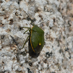 Chlorochroa juniperina