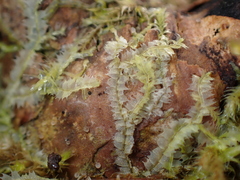 Lophocolea bidentata