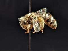 Melissodes tristis