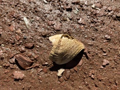 Zirfaea crispata