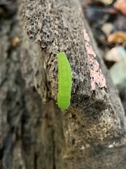 Panopoda