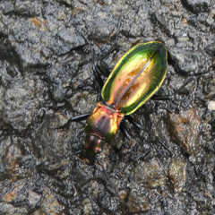 Carabus splendens