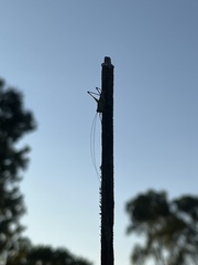 Conocephalus strictus