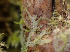 Lophocolea bidentata