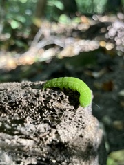 Panopoda