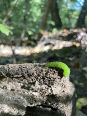 Panopoda