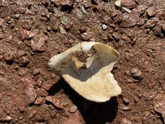 Zirfaea crispata