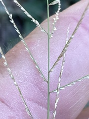 Eleusininae
