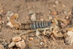 Parabuthus brevimanus