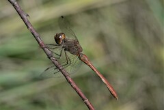 Sympetrum meridionale