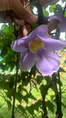 Thunbergia grandiflora