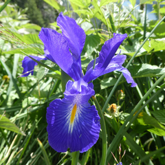 Iris latifolia