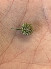 Cyperus lupulinus