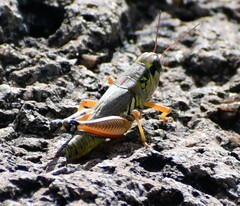 Phoetaliotes nebrascensis