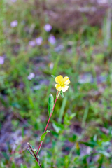 Ludwigia maritima