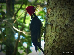 Campephilus guatemalensis