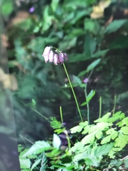 Dicentra formosa