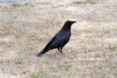 Corvus corone