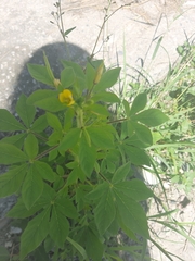 Cochlospermum wrightii