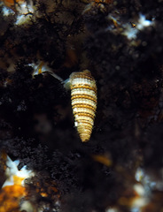 Triphora catalinensis
