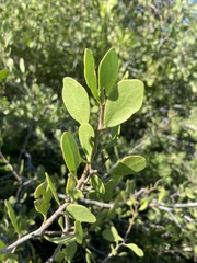 Maytenus phyllanthoides