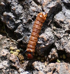 Anisota oslari