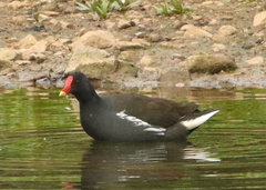 Gallinula chloropus meridionalis