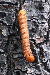 Anisota oslari