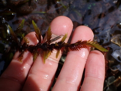 Fontinalis antipyretica