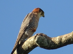 Falco chicquera