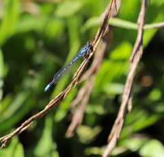 Enallagma carunculatum