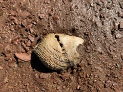 Zirfaea crispata