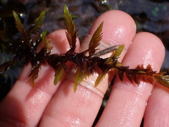Fontinalis antipyretica