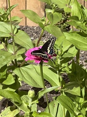 Papilio polyxenes