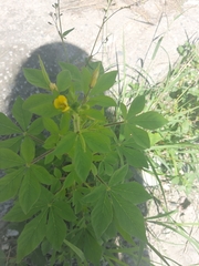Cochlospermum wrightii